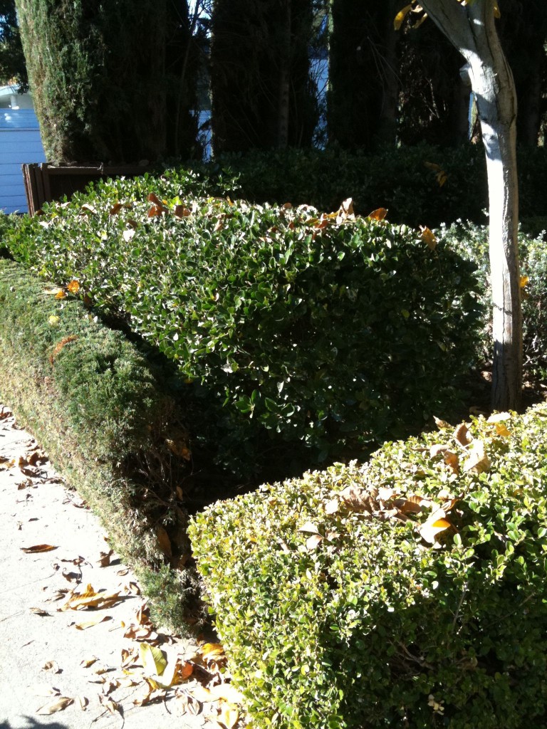 Do you think the owner trims these? Or does he or she hire someone to do it? If so, is there any art direction involved?  