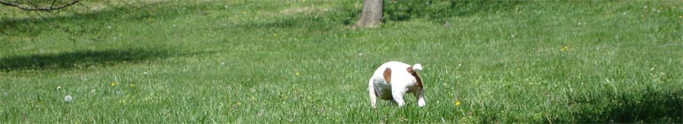  header image 2